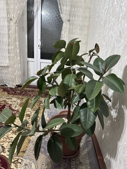 Большие и коасивые цветы которые украсят ваш дом