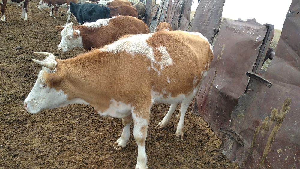 Продам сементальский корову