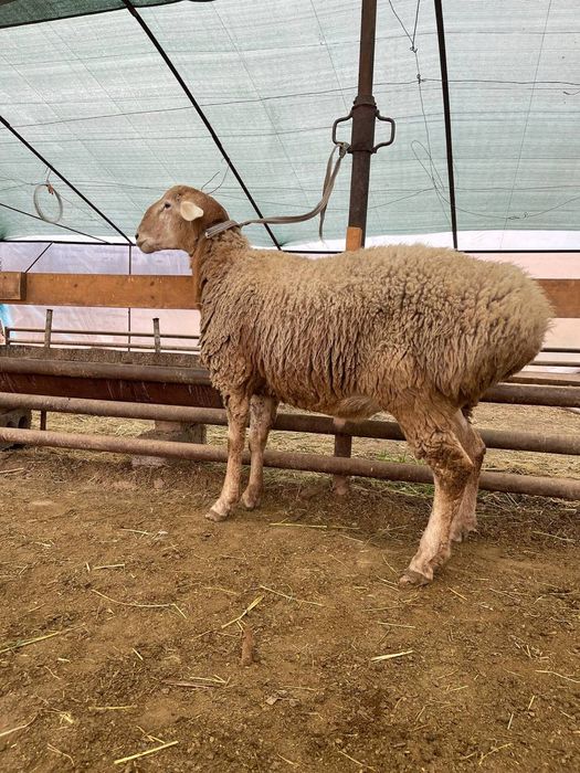 Qoylar sotiladi arashan avgon qochqor