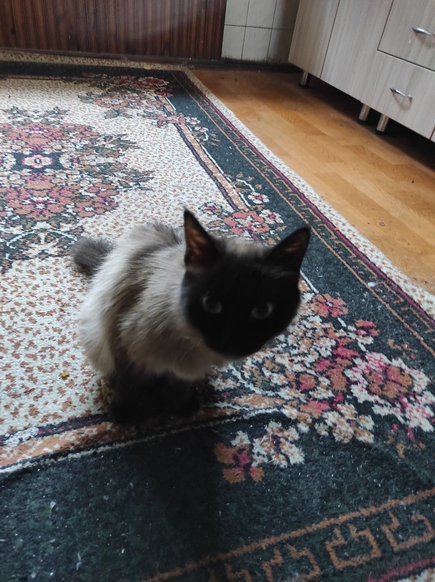 Сиамский котенок , мальчик
