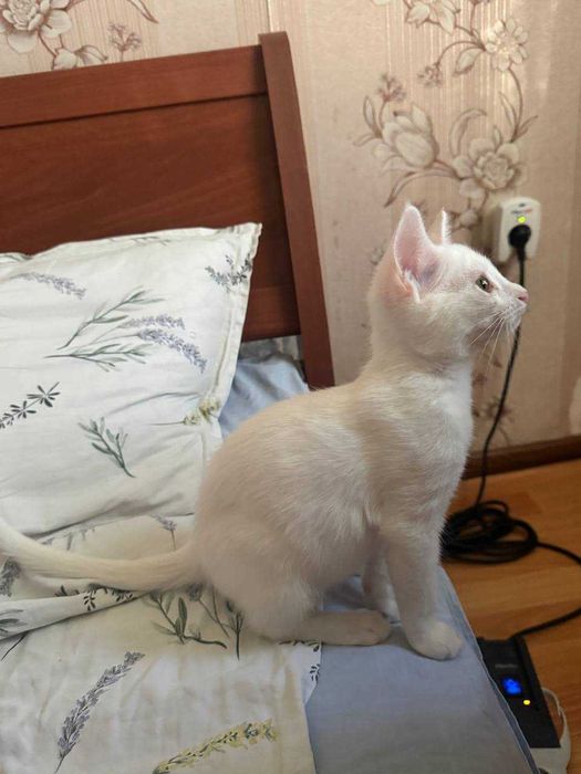 Белый котенок девочка. 4 месяца. Бесплатно. Привита. Есть паспорт