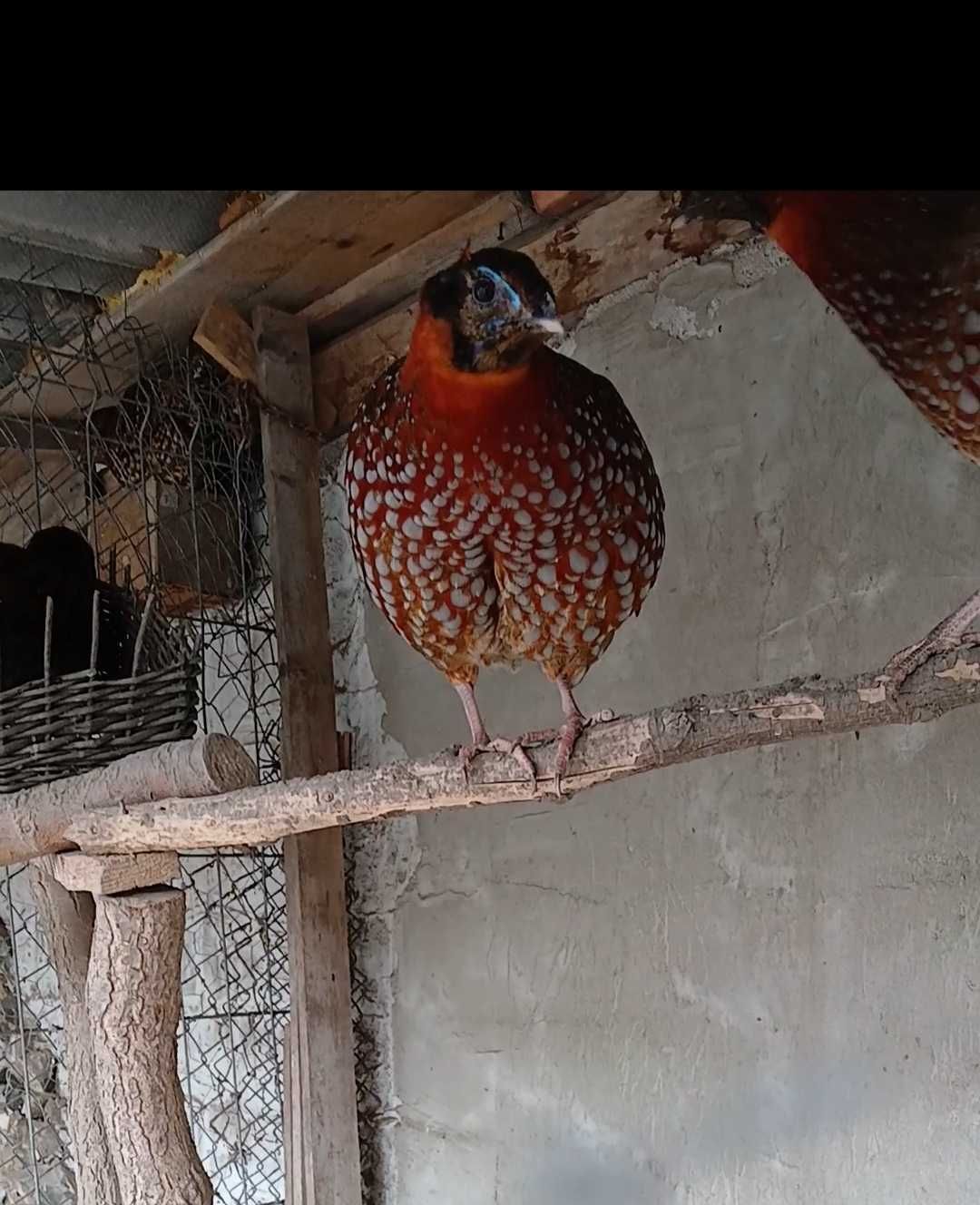 Fazani Tragopan, pereche