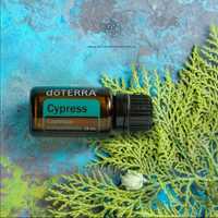 Cypress - ulei esential de Chiparos DoTerra 15ml