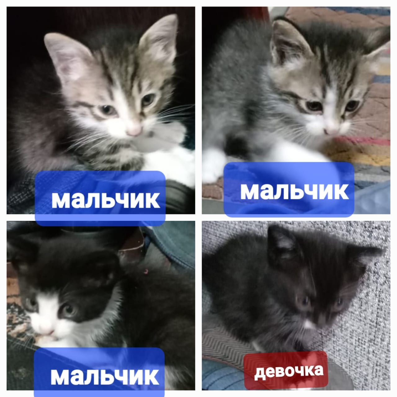Отдам котят в добрые руки.