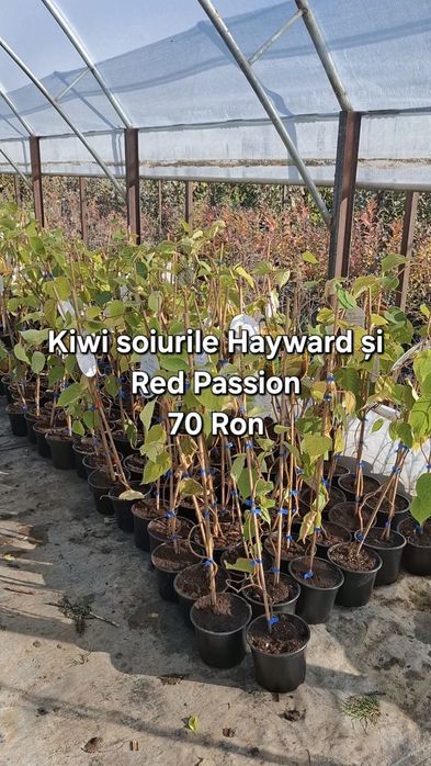 Plante exotice, kaki, kiwi, curmal, maslin, lamai, portocal, rodiu