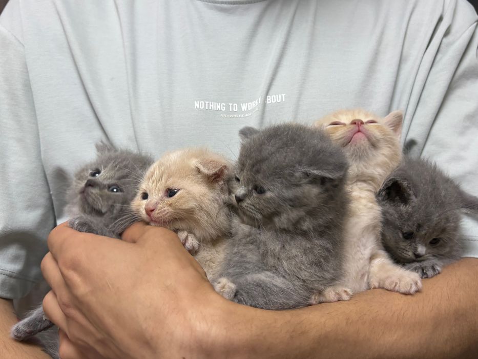 Котята Скоттиш Фолд и Скоттиш страйт