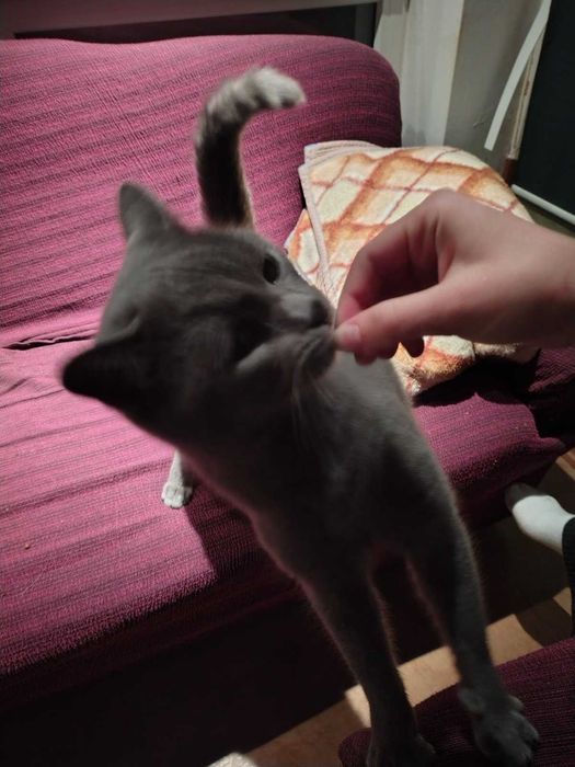 Късокосместа Британка