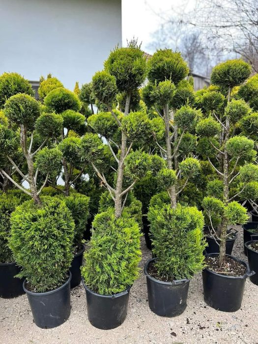 Vand plante ornamentale orice specie oriunde in tara
