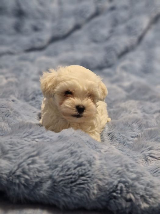 Bichon maltez 100%rasa pura