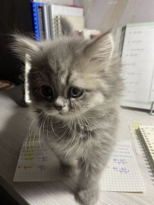 Очаровательные котята ищут новый дом