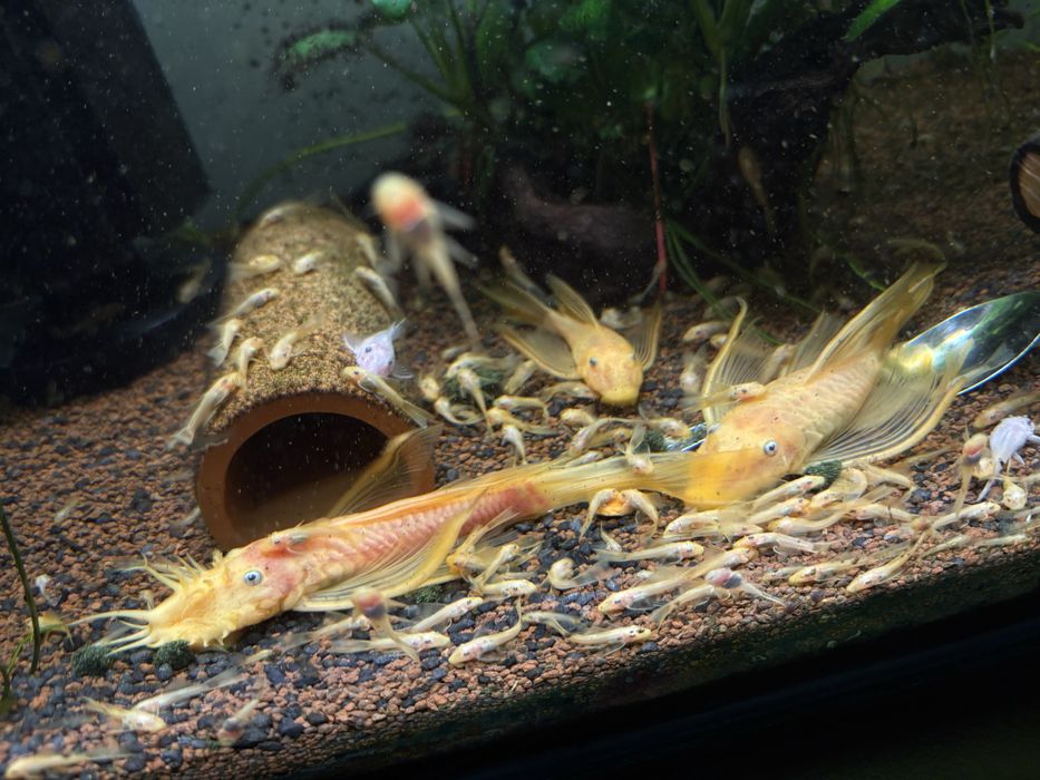 Vand pesti de acvariu ancistrusi l144 cu voalati