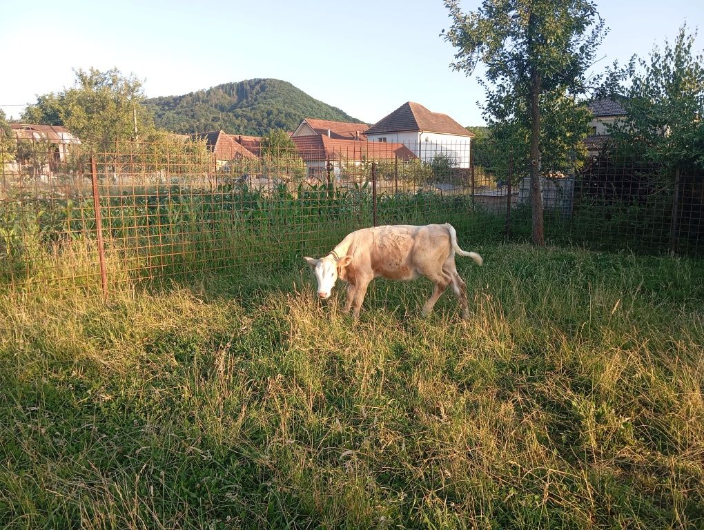 Vițea de vânzare