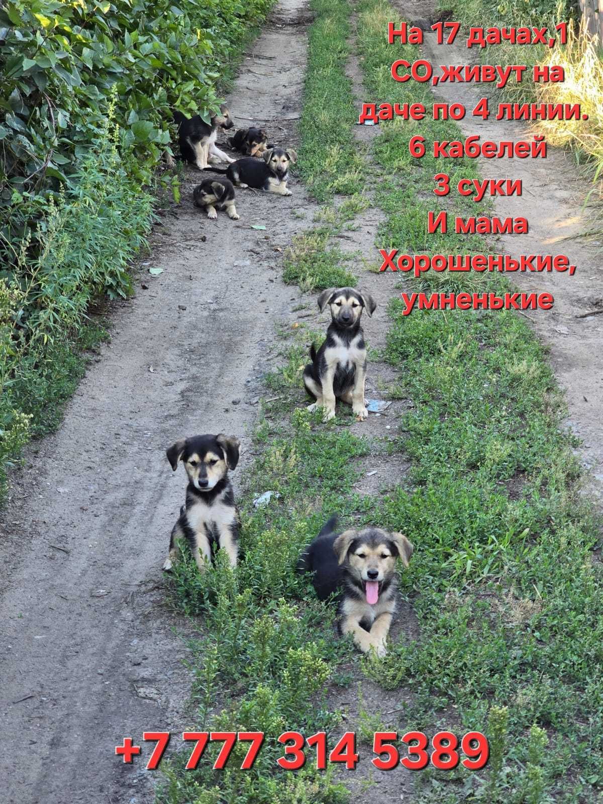 Щенки ищут любящих хозяев