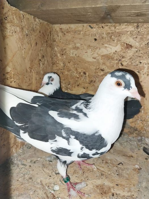 Jucători de galați