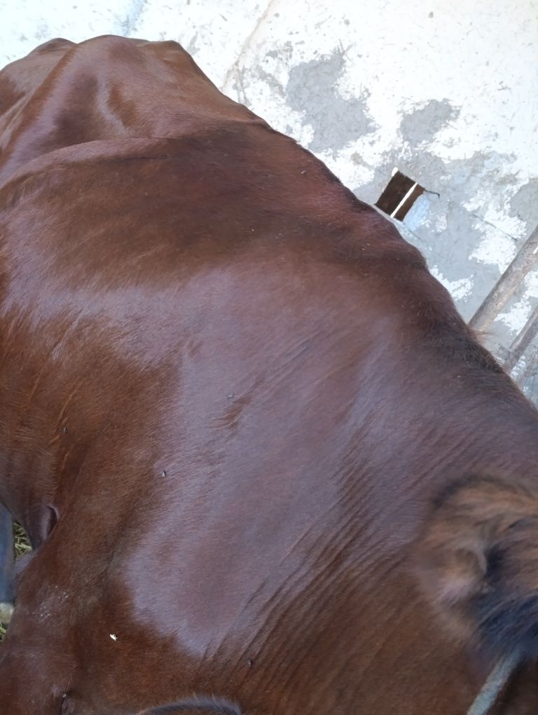 Tezda 3- qorin gunojin qisr mol qilsa ham boladi