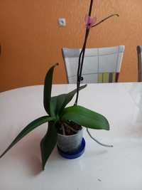 Продам орхидею фаленопсис.