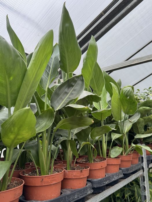 Стрелиция Николай