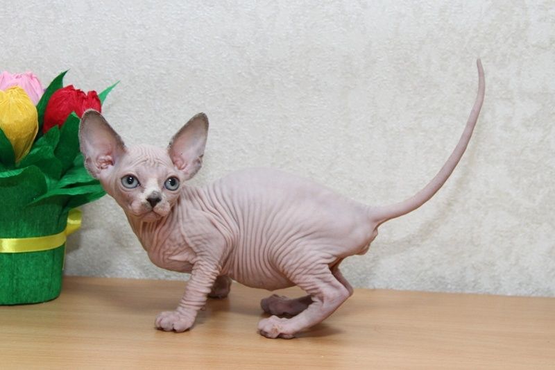 Сфинксы. Котята.