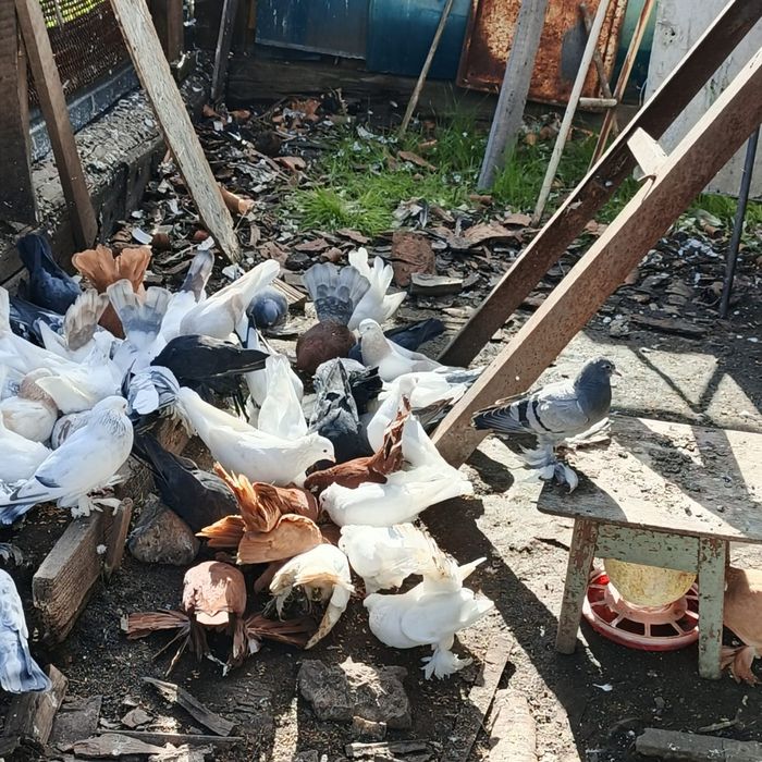 Продам голубей разных оптом дешевле