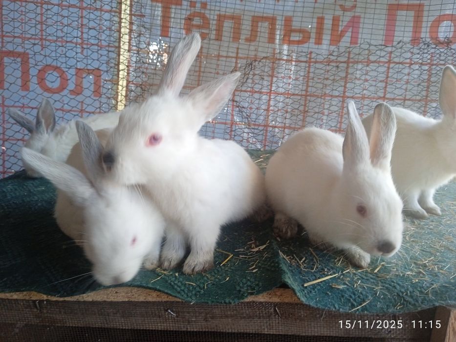 Kaliforniya bolalari sotuvda