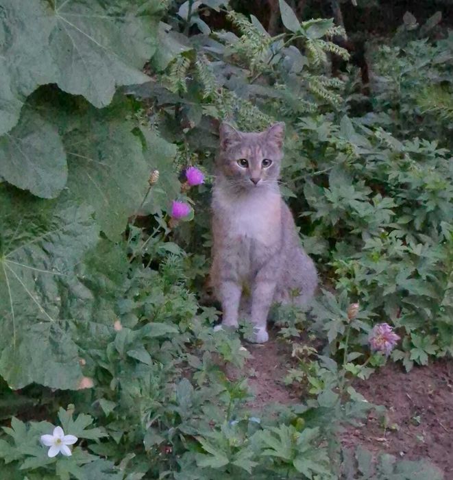По дороге к счастью - Лиза и Жужа