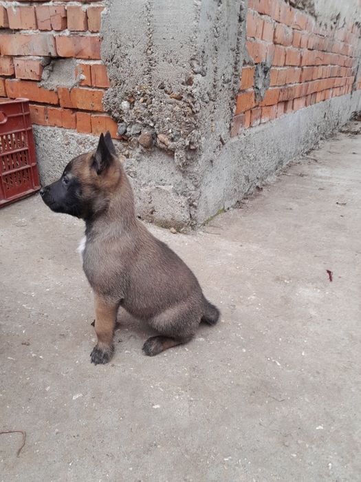 Белгийска овчарка