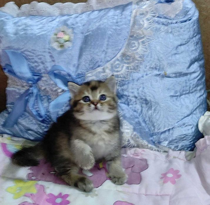 Продается шикарный котенок тикированная шиншилла, девочка.