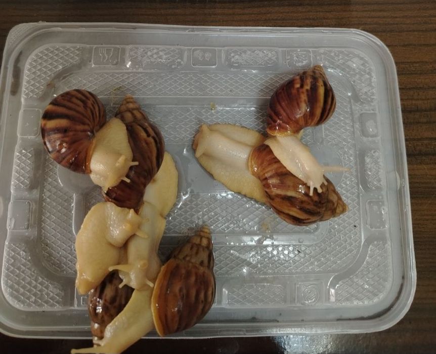 Улитка ахатина фулика албинос