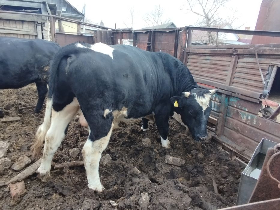 Продам 2-х годовалого быка