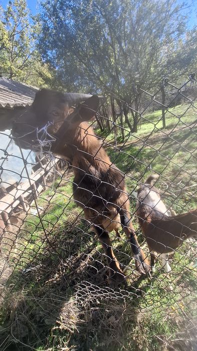 Vând țap alpin francez