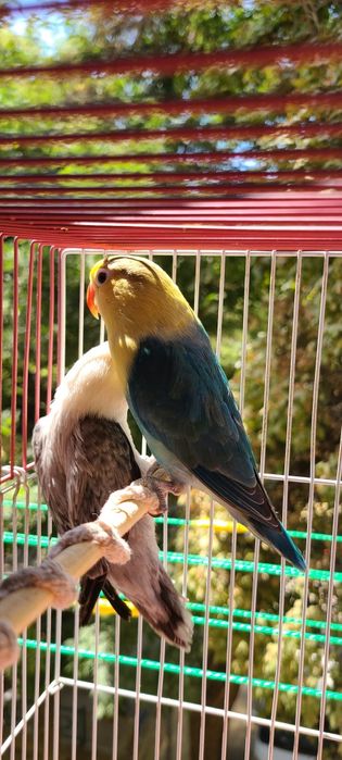 Папугаи неразлучники пара