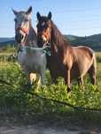 2 caii castrati de vanzare