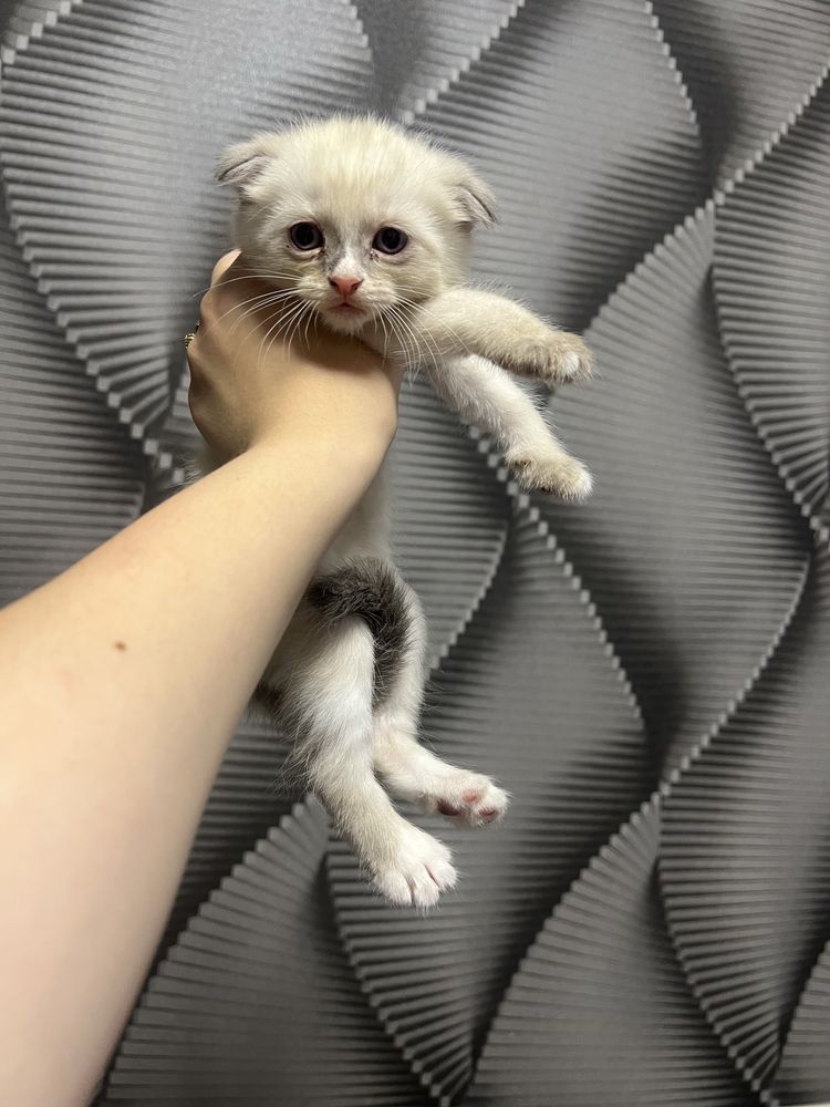 Отдам котенка девочка , в добрые руки