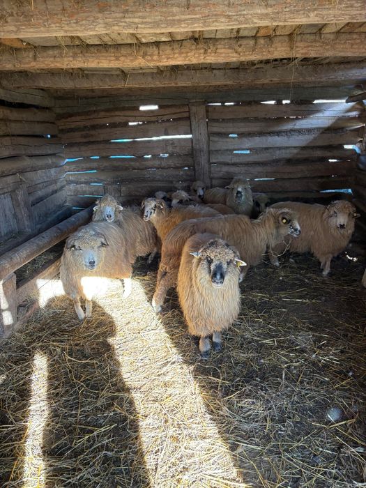 Vând 17 oi la Damiș