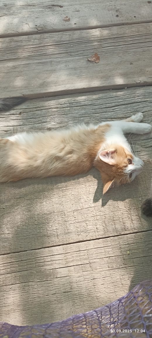 Отдам котят в добрые руки