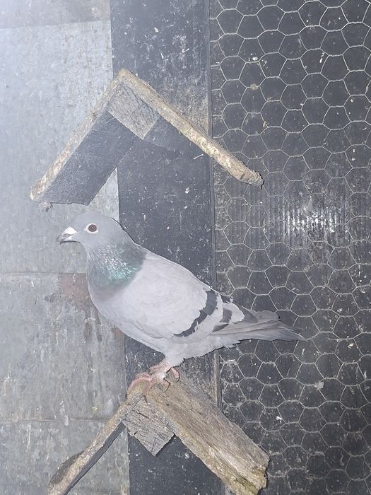 De vânzare porumbei voiajori