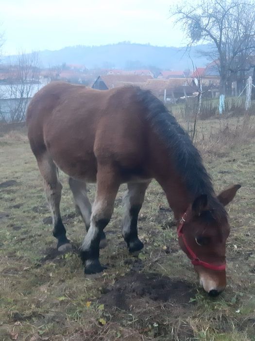 Vând doi mânji de 7 luni sau schimb cu vitei intarcati sau oi