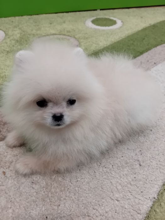 Померан мини - мъжко