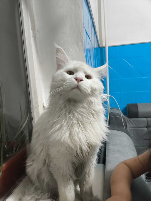 Мейн кун кот. Вязка.