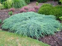 Ienupar tarator argintiu (Juniperus sq. Blue Carpet)