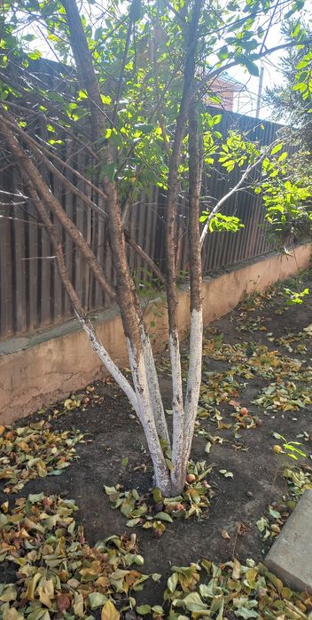 Б.у. Дерево пересадить частном дома