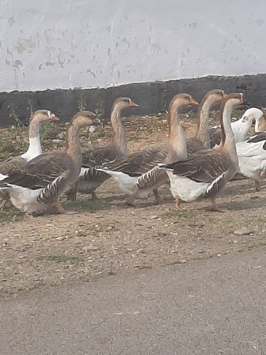 Гуси  и молодняк крупные