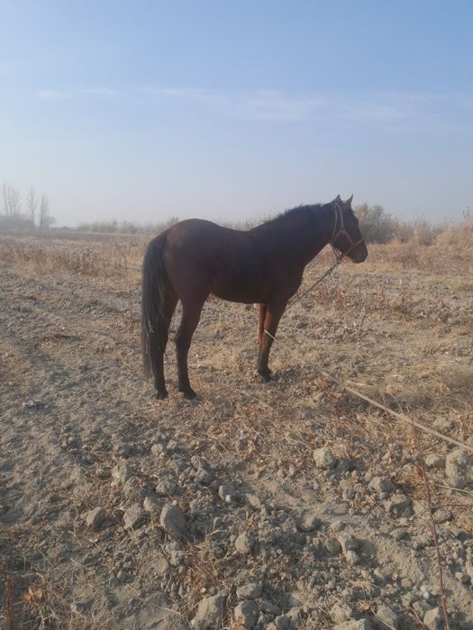 Ot Qorabayir sotiladi