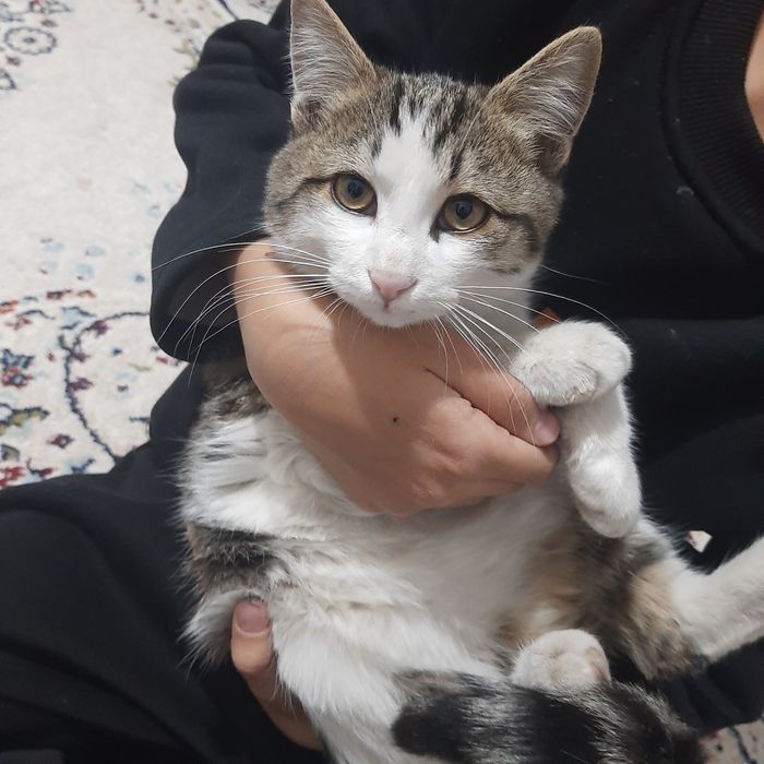 Котята. Мысык. Бесплатно. Шымкент
