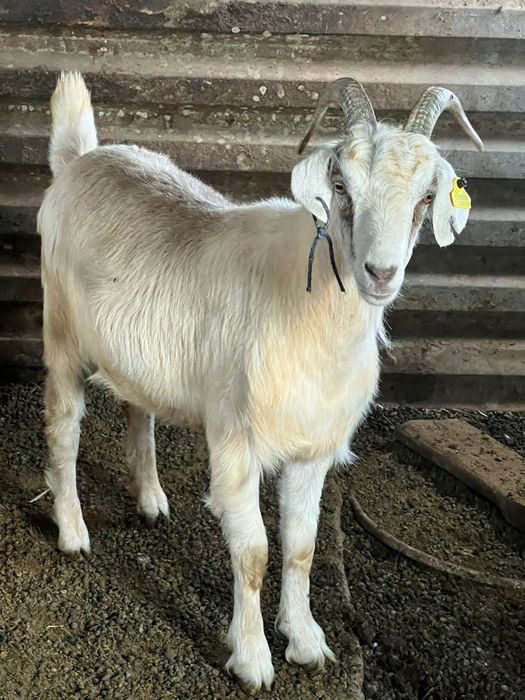 Семіз  серкелер,  ешкі сатамын. 60 мың. 1 жарым жастан асқандар