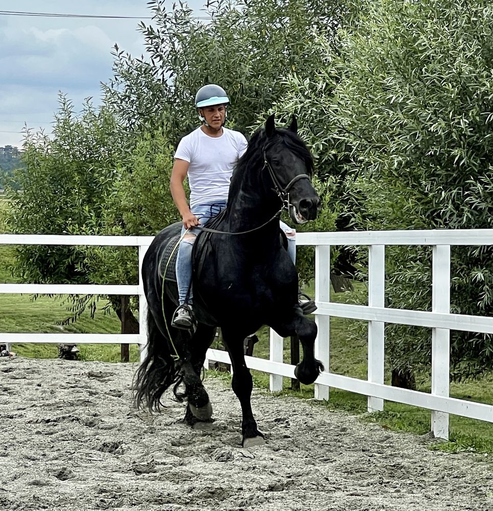 Armăsar Friesian echitație călărie