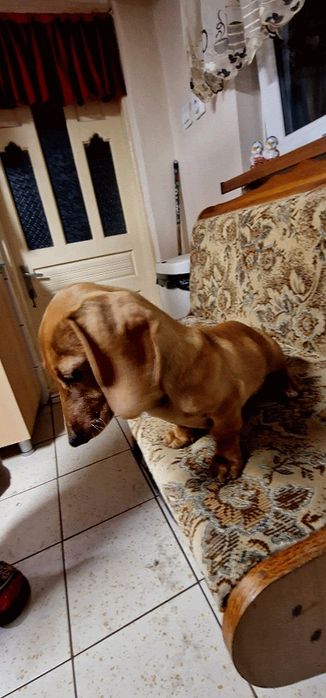 Tekel (fetiță )păr scurt ,talie mică