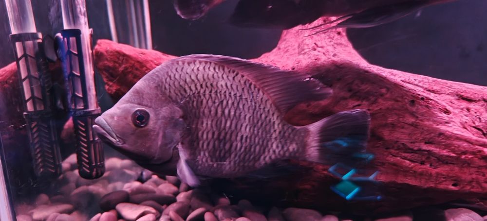 Риба Тилапия Бутикофери