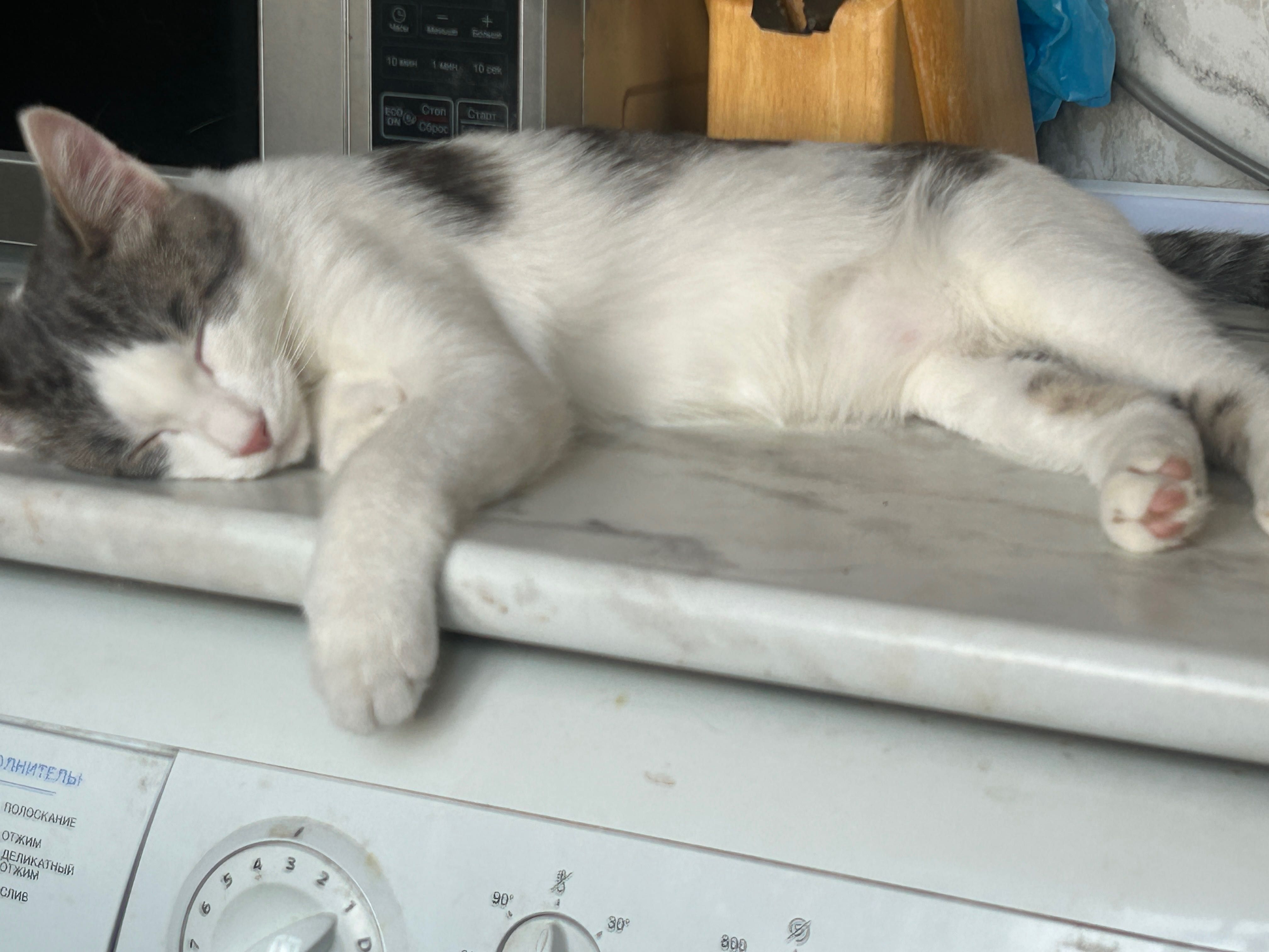 Домашние котята в добрые руки!