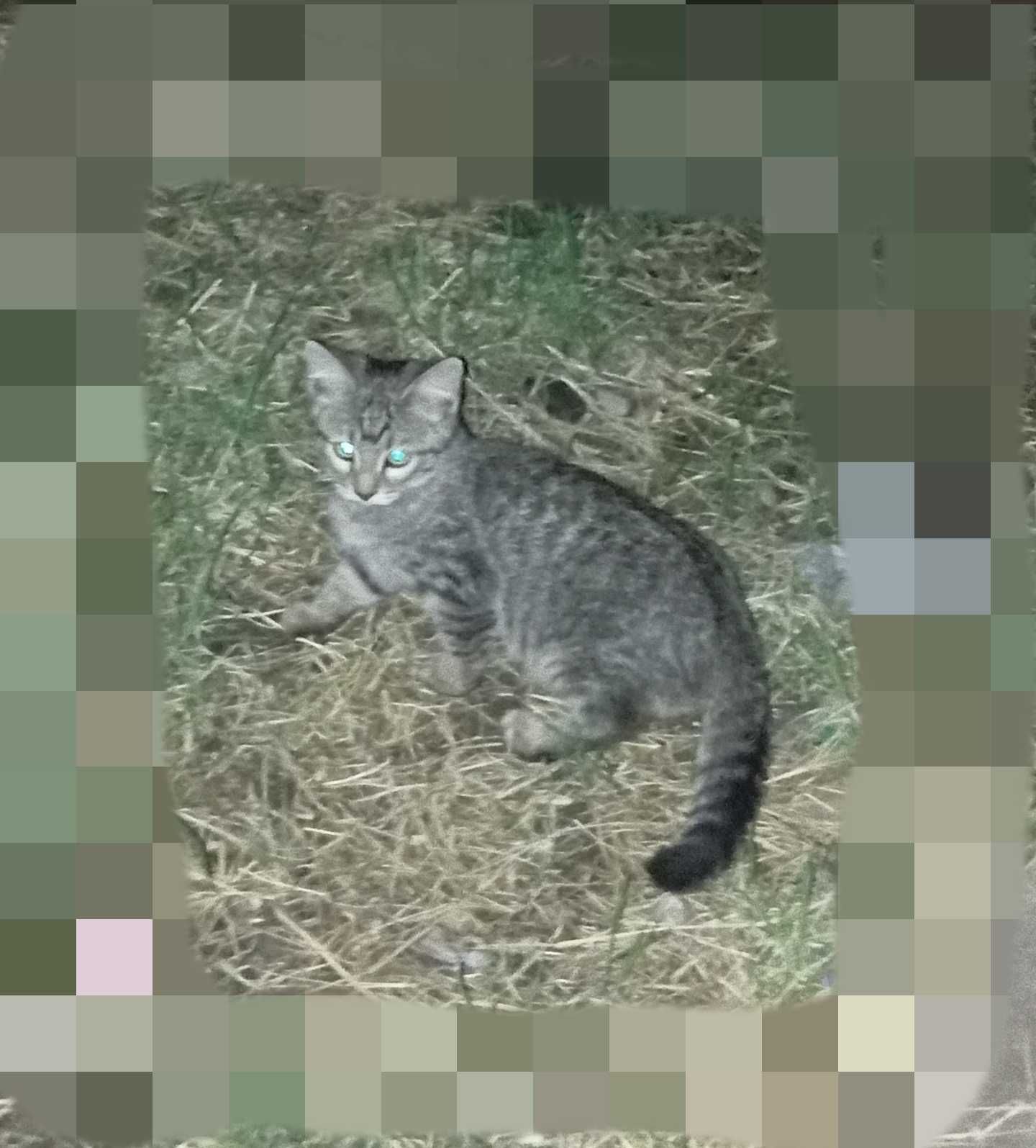 Кот- охотник, 3 месяца, мальчик.